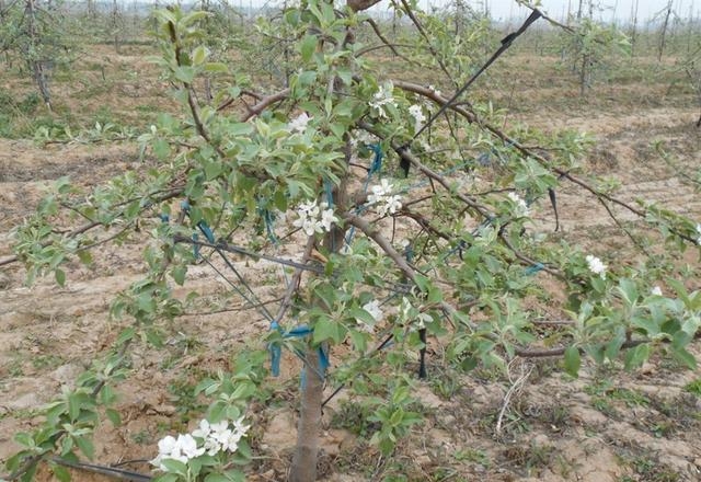 苹果开花期是几月份，苹果树花后病虫害防治要点