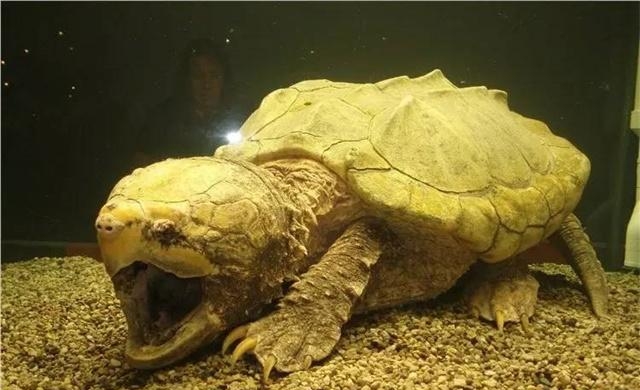 世界上最大的龟是哪种，盘点世界上体型最大的7种巨龟