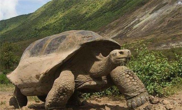 世界上最大的龟是哪种，盘点世界上体型最大的7种巨龟