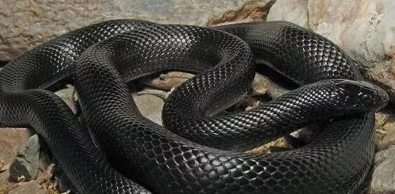 沙漠王蛇有毒吗，盘点专门吞食毒蛇的蛇恐王蛇