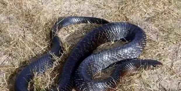 沙漠王蛇有毒吗，盘点专门吞食毒蛇的蛇恐王蛇