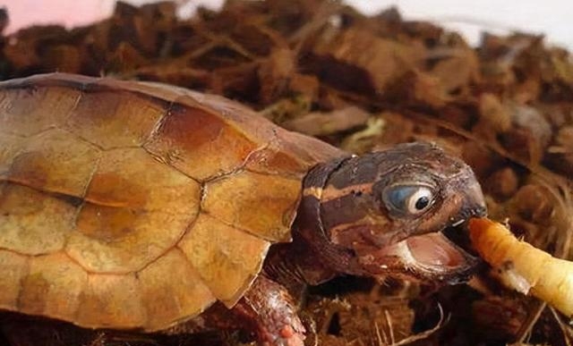 乌龟吃啥家常食物，乌龟的习性及喂食方法