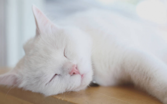 猫咪睡觉流口水是什么原因 新手必看：猫睡觉流口水正不正常