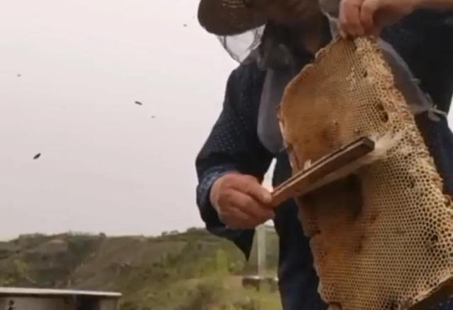 赶走蜜蜂的简便小妙招，养蜂员3种驱赶蜜蜂的方法