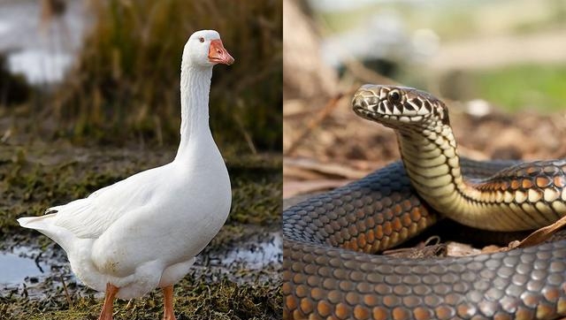 蛇怕鹅粪是真的吗，蛇怕鹅粪的科学依据