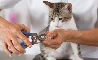 让猫自愿剪指甲小妙招有哪些 附：猫咪自愿剪指甲的4个技巧