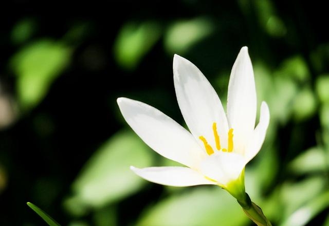 水仙花寓意及花语是什么象征，盘点五种水仙花的不同花语