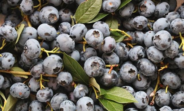 蓝莓是酸性还是碱性，食用蓝莓的功效及好处