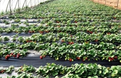 草莓的播种季节是什么时候，草莓种子播种时间和方法