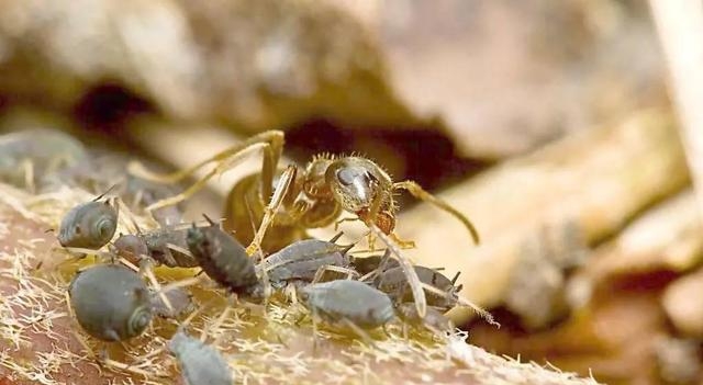 盆栽里有蚂蚁怎么消除掉它，消灭蚂蚁的实用技巧分享
