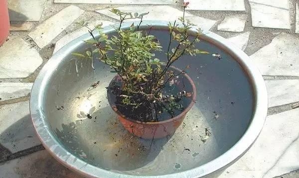 盆栽里有蚂蚁怎么消除掉它，消灭蚂蚁的实用技巧分享