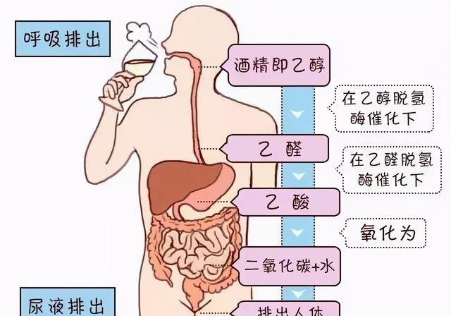 喝葡萄糖有什么功效与作用，为什么葡萄糖成为了醉酒者的首选