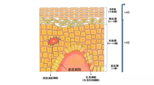 怎样才能去痘疤 新手必看：痘疤原理和具体解决办法