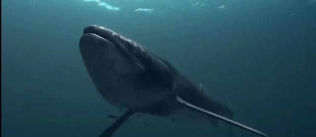 鲸鱼是世界上最大的动物吗，盘点地球上体型最大的5种生物