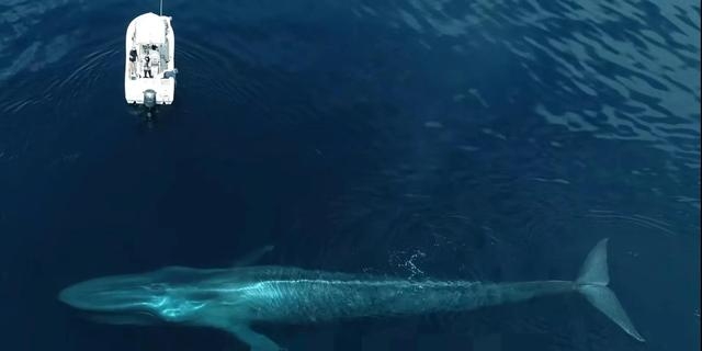 鲸鱼是世界上最大的动物吗，盘点地球上体型最大的5种生物