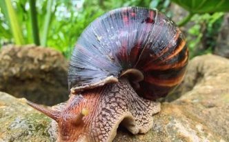 蜗牛的寿命最多有多长 最新带你了解非洲大蜗牛