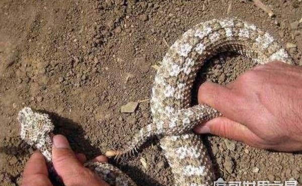 十大最诡异的蛇有哪些，盘点世界十大最奇特且怪异的蛇类