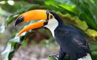 世界上嘴巴最大的鸟类是什么 新手必看：揭秘巨嘴鸟的嘴巴长度