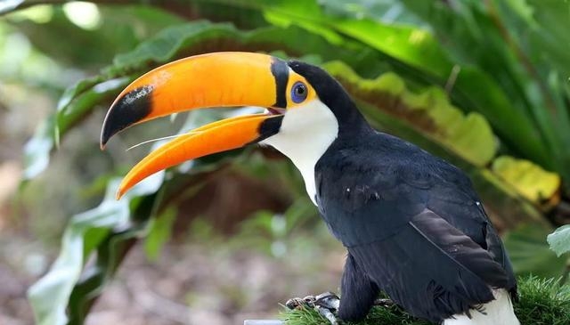 世界上嘴巴最大的鸟类是什么，揭秘巨嘴鸟的嘴巴长度