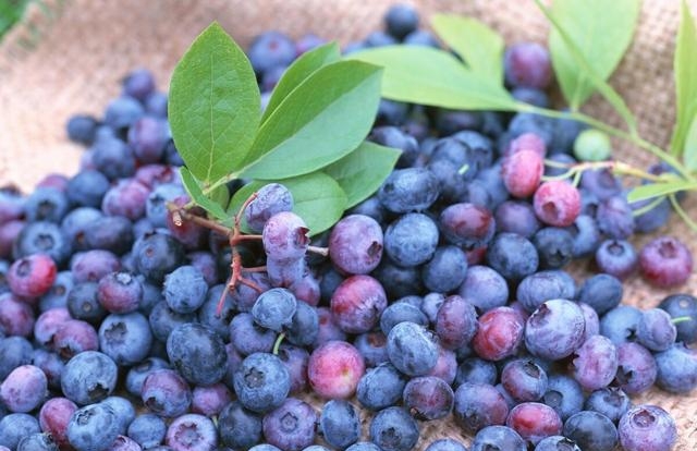 蓝莓的皮可以吃吗有毒吗，蓝莓的营养价值介绍