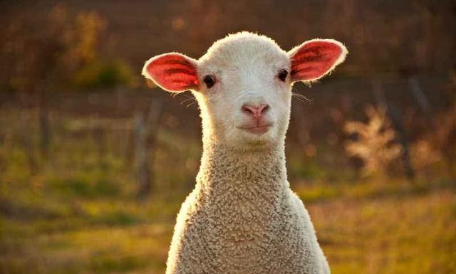 羊的正常体温是多少°c，养羊的注意事项