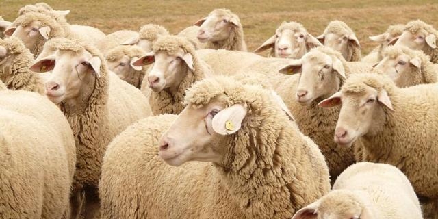 羊的正常体温是多少°c，养羊的注意事项