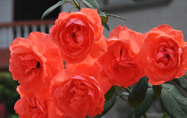28朵玫瑰代表什么意思，不同支数颜色的玫瑰含义