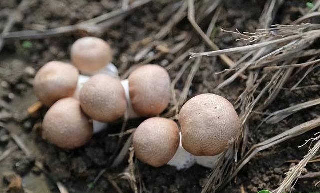 新鲜姬松茸多少人民币一斤，松茸菌正确保存方法