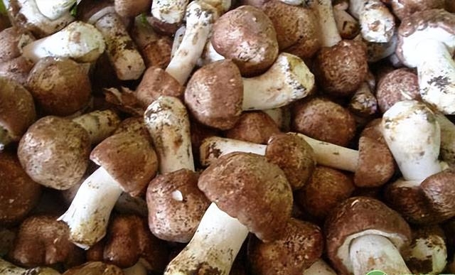 新鲜姬松茸多少人民币一斤，松茸菌正确保存方法