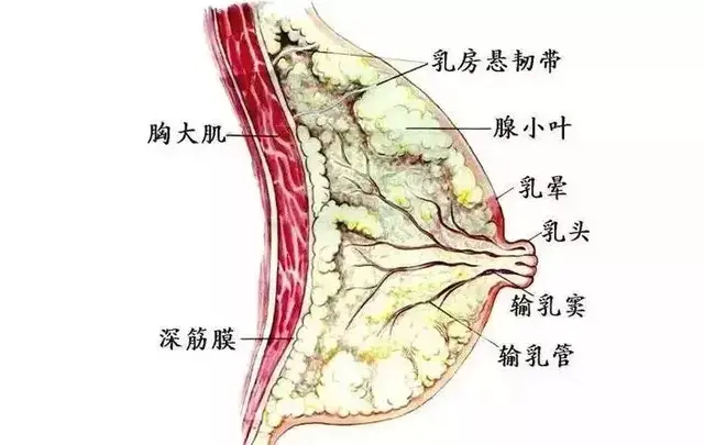 女生36d有多少大，关于内衣的小知识