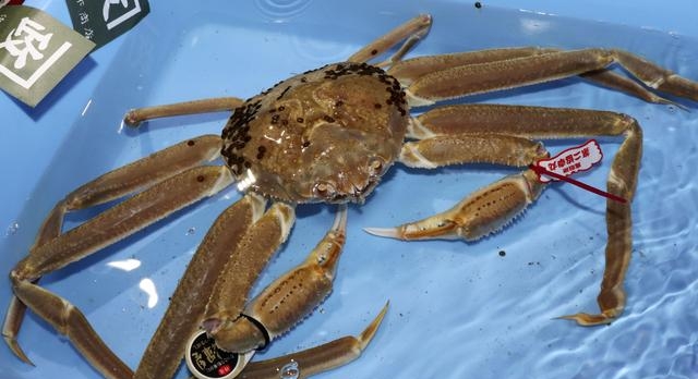 日本螃蟹拍出500万天价是真的吗，世界最贵螃蟹记录