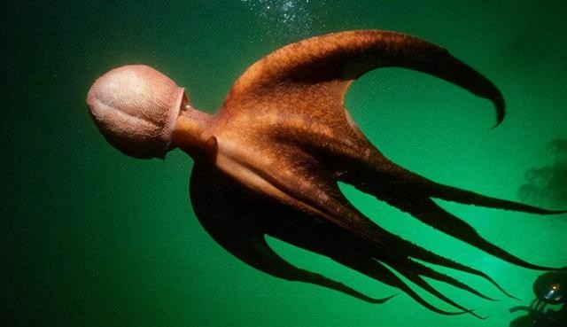 最大的章鱼有多长，最大的章鱼特点介绍