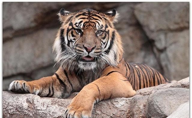 世界上最小的老虎有多大，盘点体型和美洲豹相当的小老虎