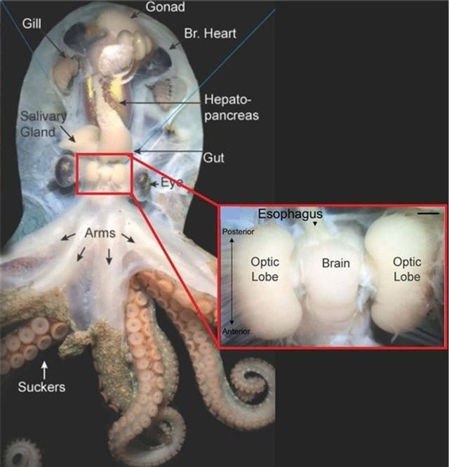 章鱼有多少个大脑，高智商章鱼有9个大脑能编辑基因