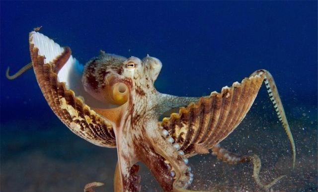 章鱼有多少个大脑，高智商章鱼有9个大脑能编辑基因