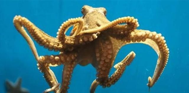 章鱼有多少个大脑，高智商章鱼有9个大脑能编辑基因