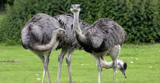 体型最大的鸟类有哪些，现存体型最大的10种鸟