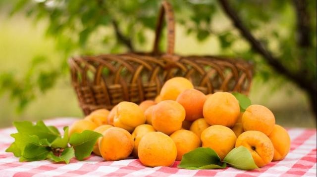 杏子的功效与作用及禁忌，吃杏子对身体的好处