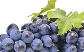 葡萄属于什么植物 详细介绍：葡萄最佳种植季节
