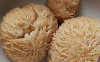 猴头菇怎么做最好吃 必看：炒猴头菇的做法教程