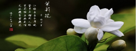 送茉莉花是什么意思啊，茉莉花的花语