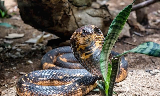 世界上最毒的蛇是什么蛇，盘点地球上毒性最强的10种蛇