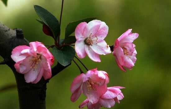 海棠花语和象征意义是什么，揭秘海棠花为什么叫断肠花