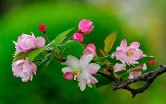 海棠花语和象征意义是什么，揭秘海棠花为什么叫断肠花