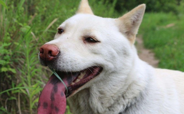 中型犬适合家养的狗不掉毛，强烈安利7款易上手好饲养的中型犬