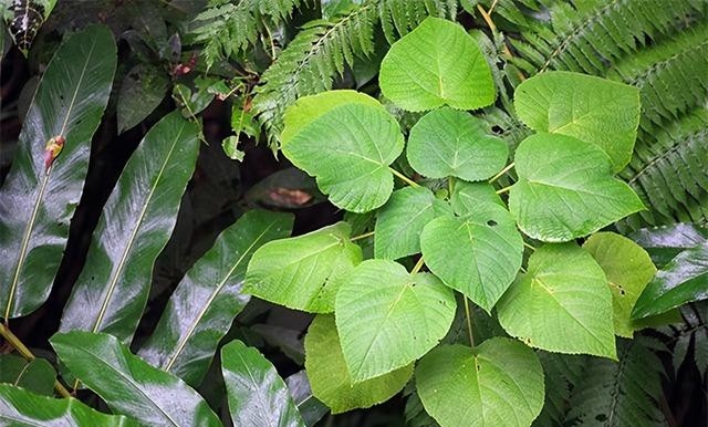 世界上最毒的植物图片，盘点生物界最毒的三种植物