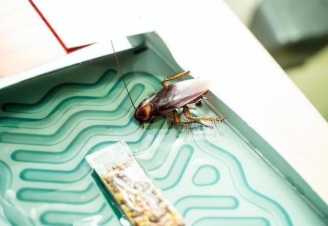蟑螂会爬到人身上么么，家里有蟑螂怎么办能除根