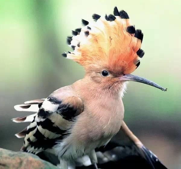 带鸟名称的鸟类大全，分享罕见50种鸟附图片