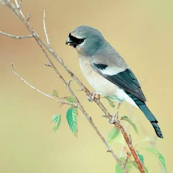 带鸟名称的鸟类大全，分享罕见50种鸟附图片
