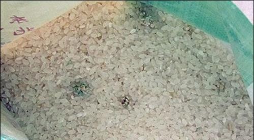 米有霉味怎么办还能吃吗，正确处理发霉大米的6个方法